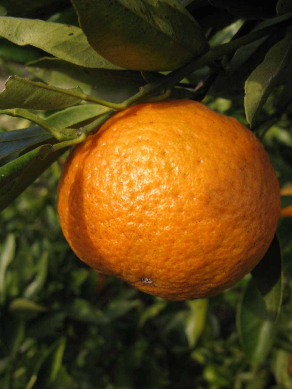              Fruit (Winter Haven, FL)       